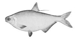American Gizzard Shad