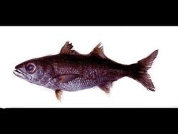 Atlantic Scombrops