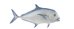 African Pompano